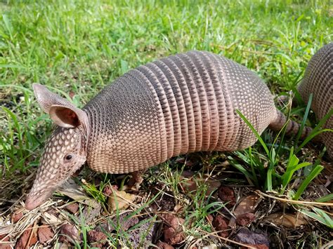 Armadillo .